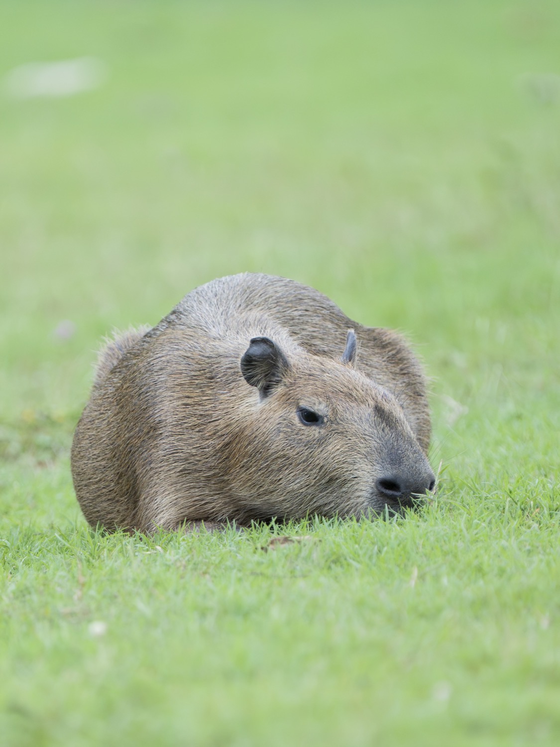 Wildlife