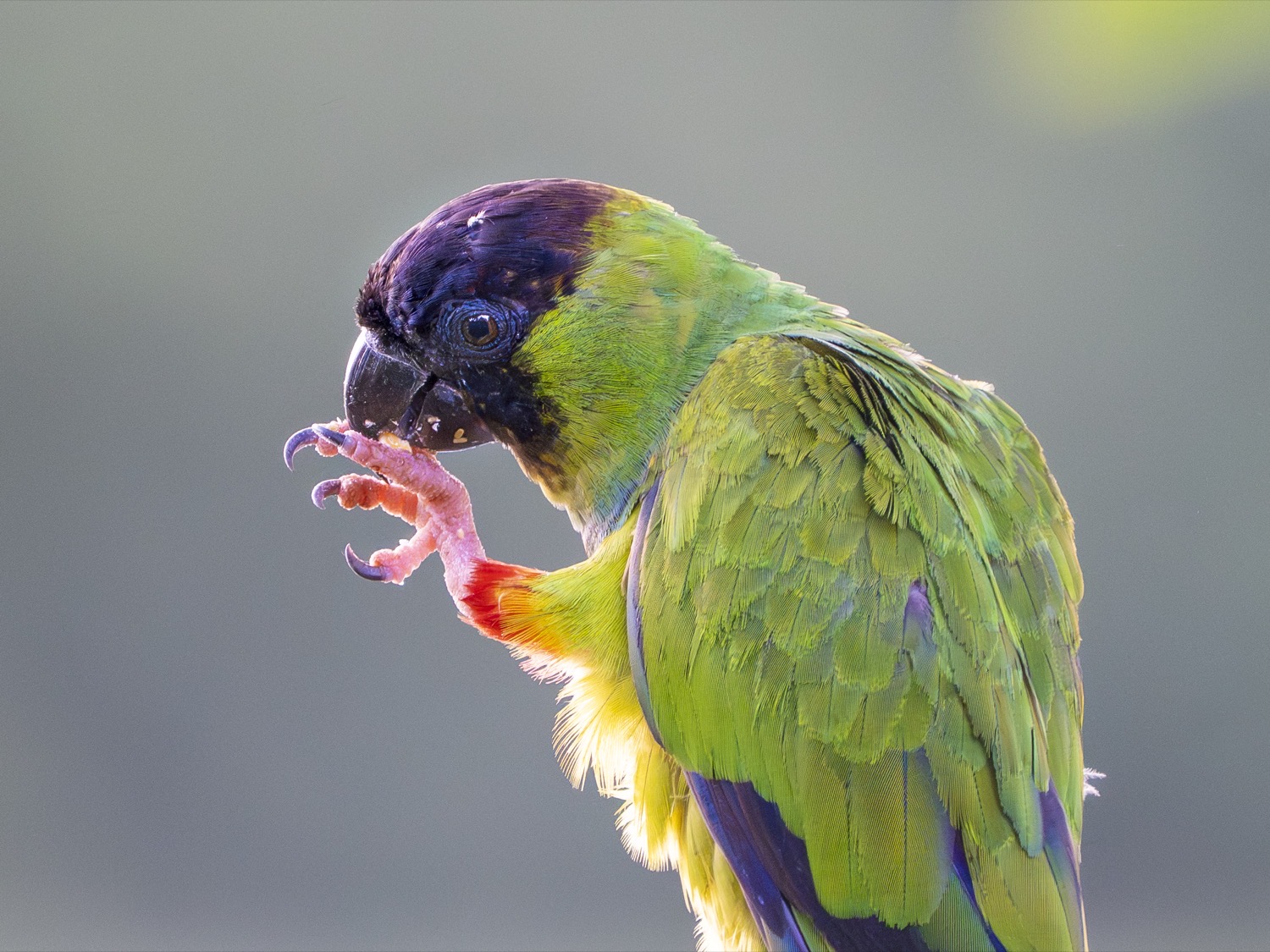Wildlife