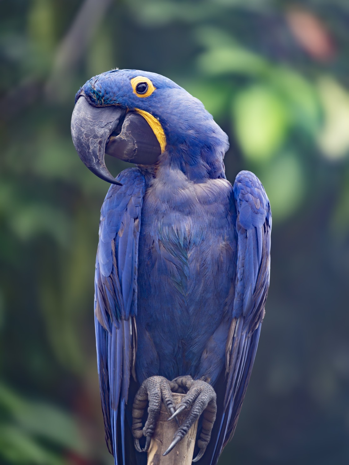 Wildlife