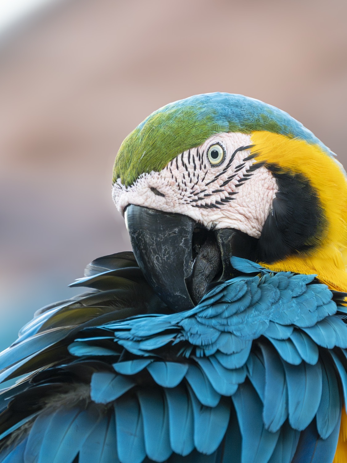 Wildlife