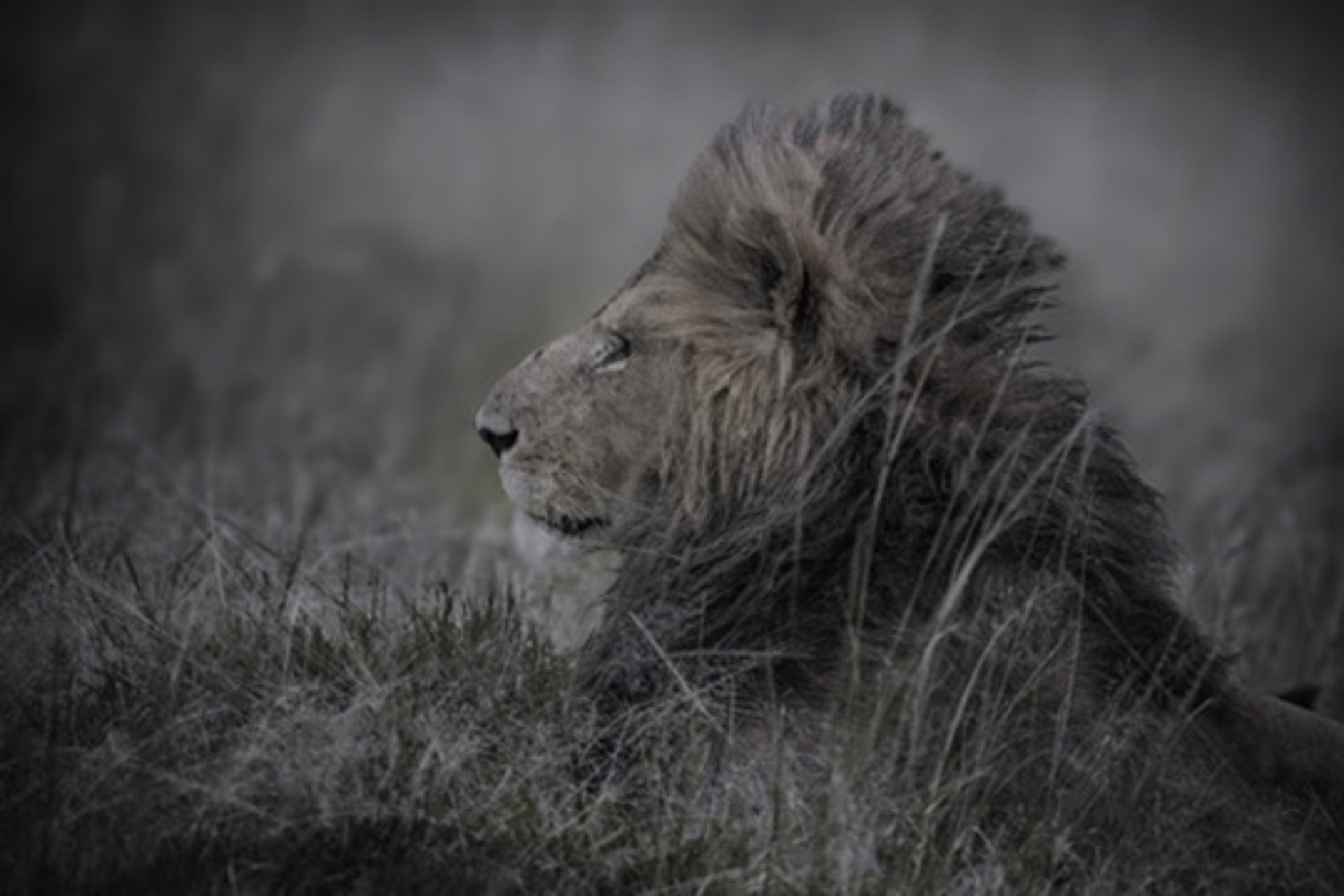 Wildlife