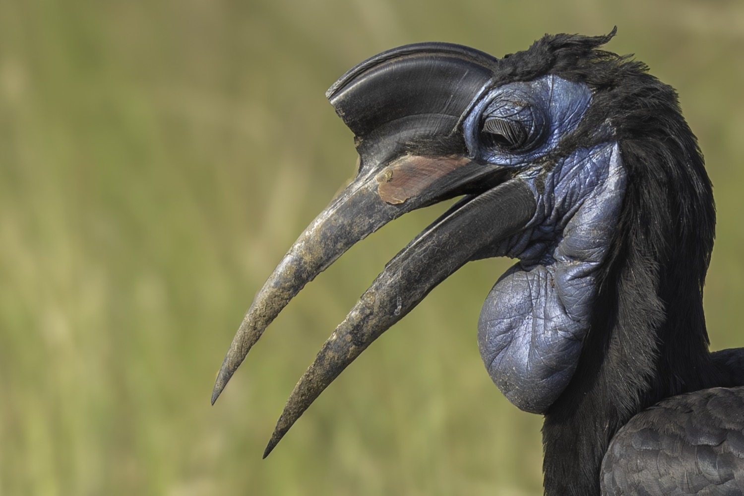 Wildlife