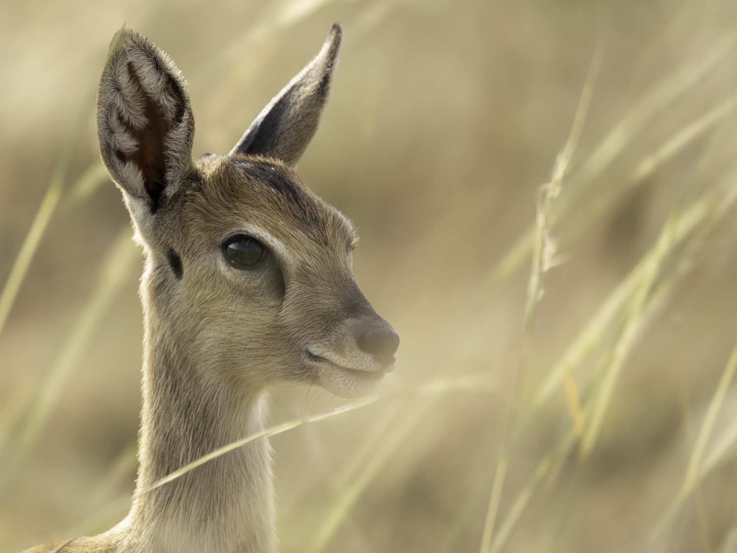 Wildlife