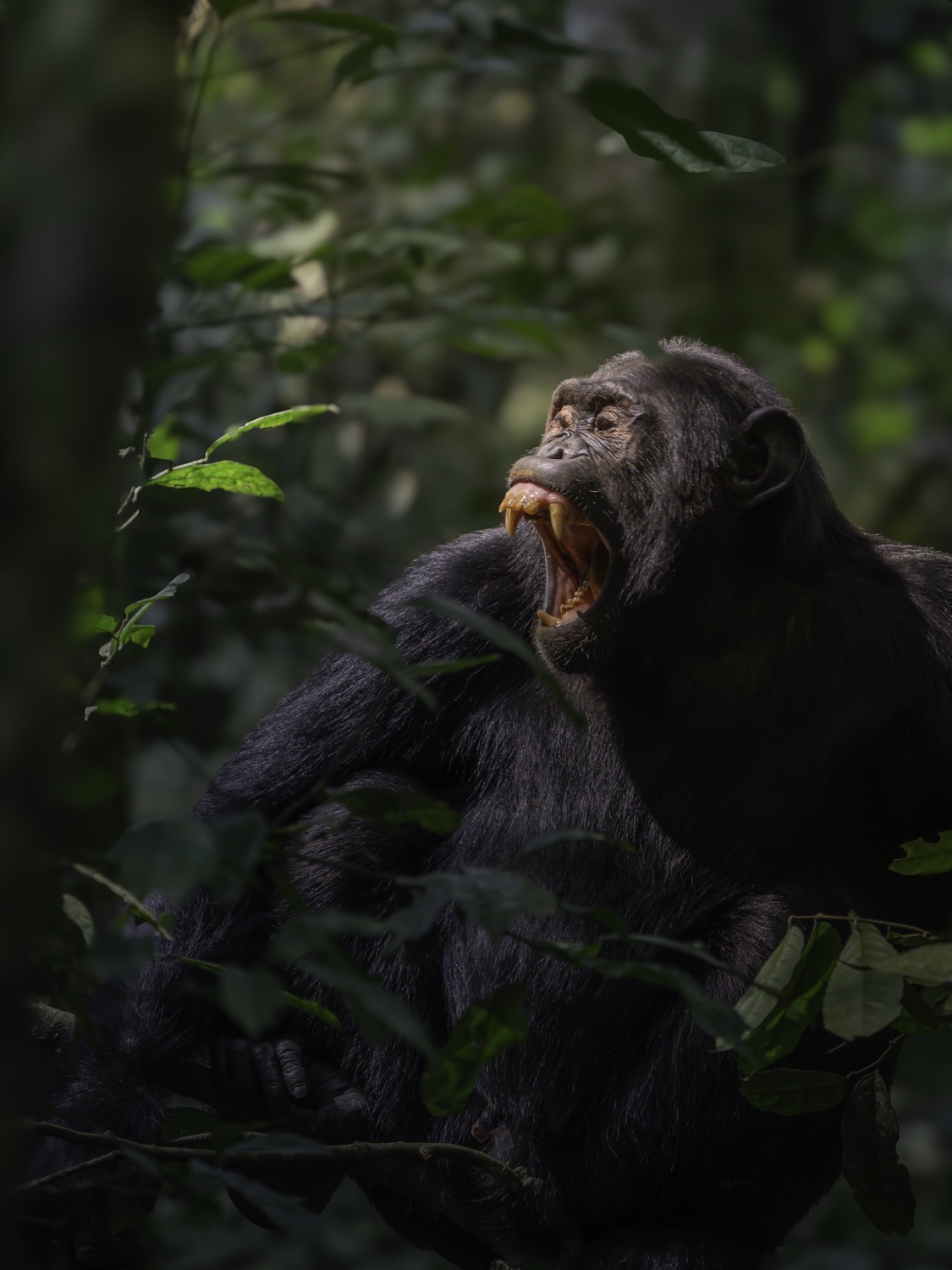 Wildlife