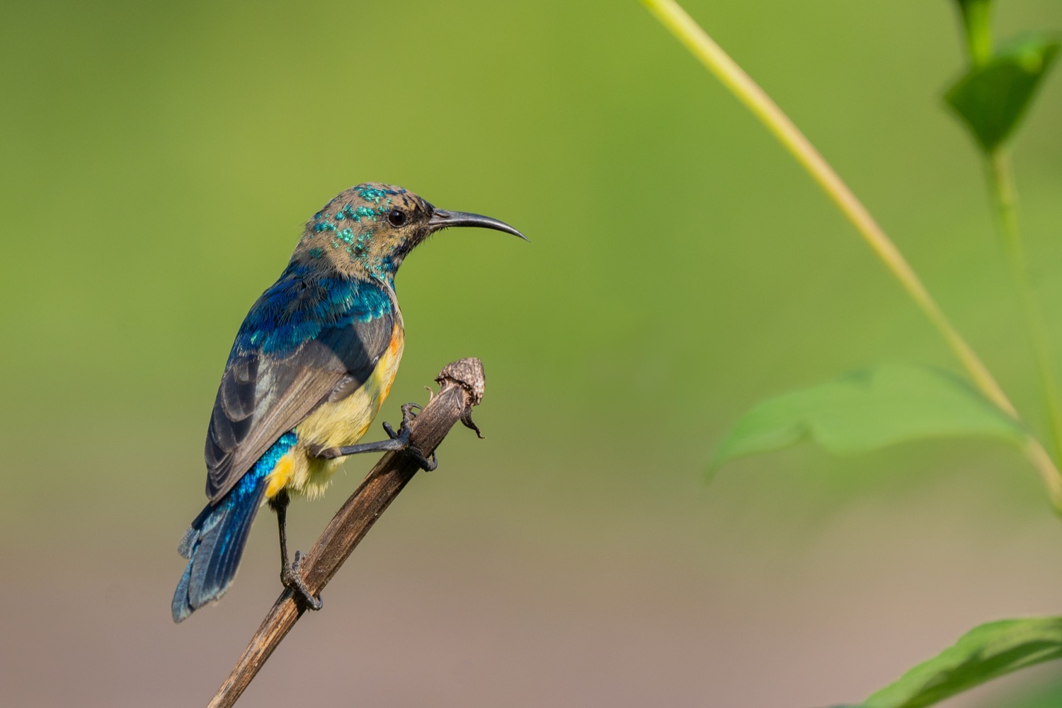 Wildlife