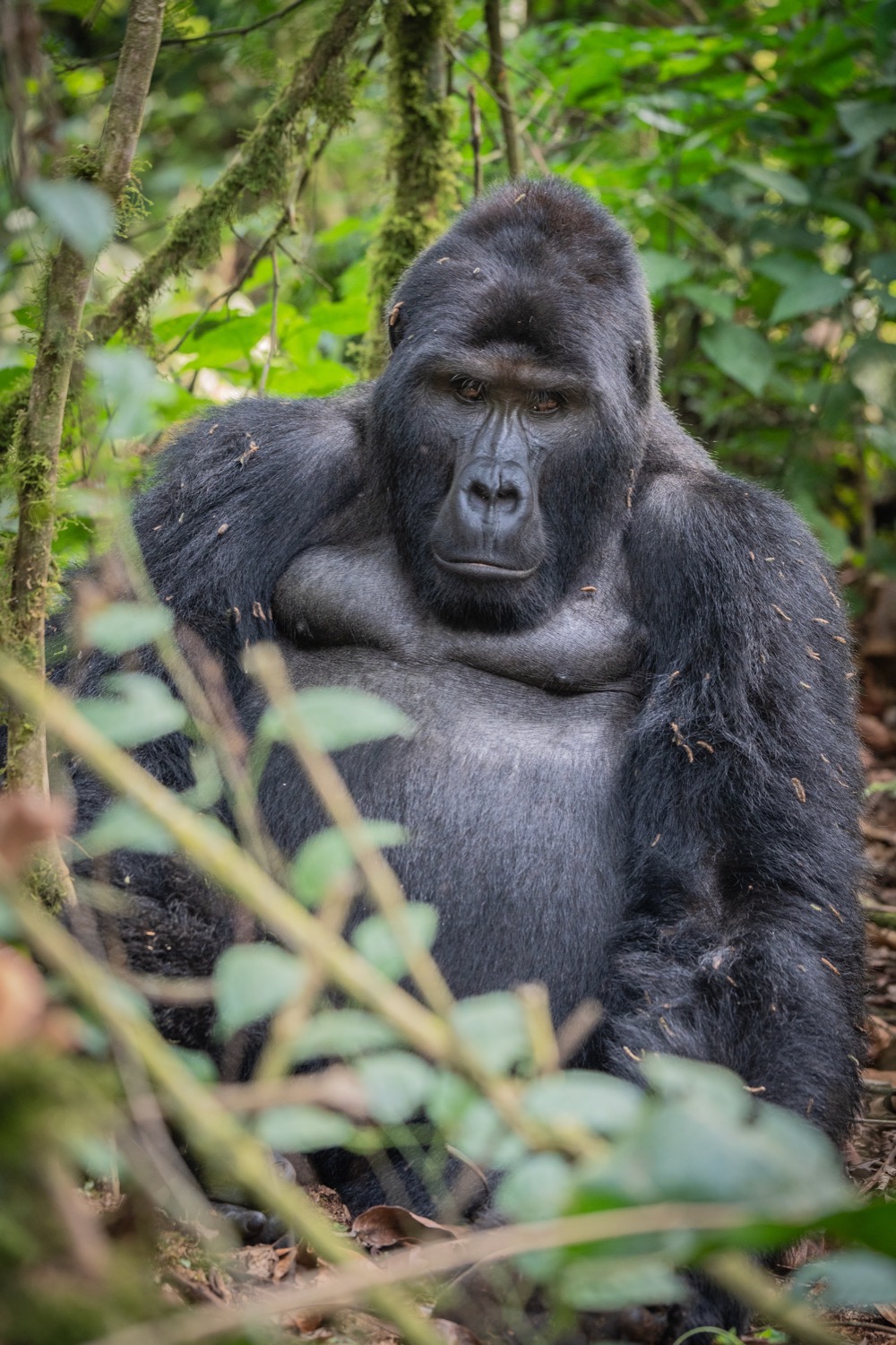 Wildlife
