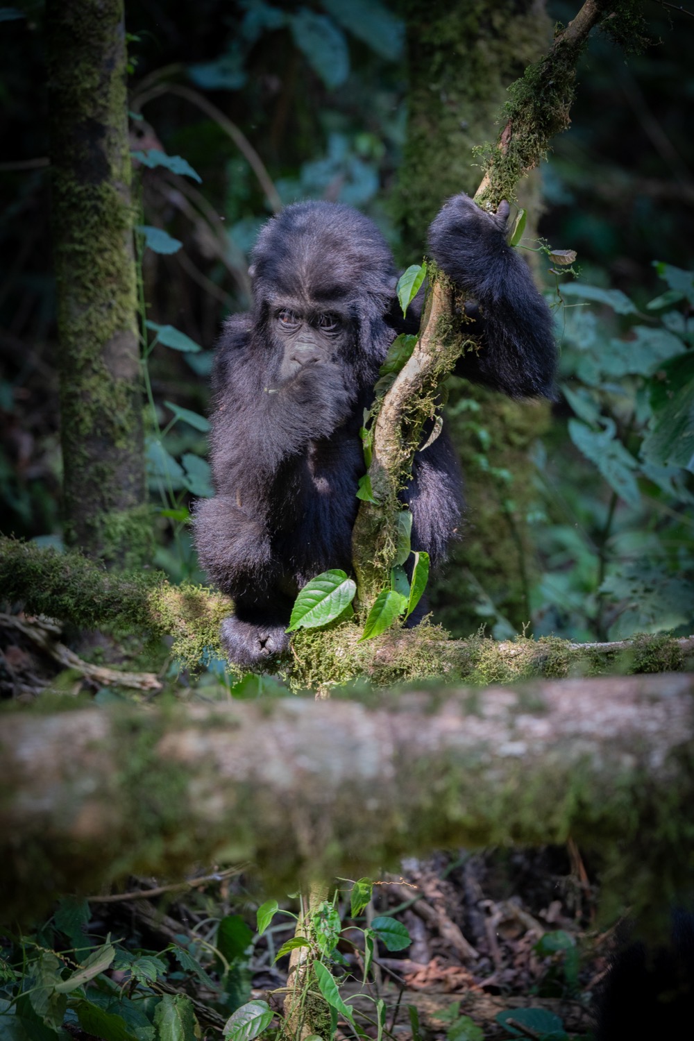 Wildlife