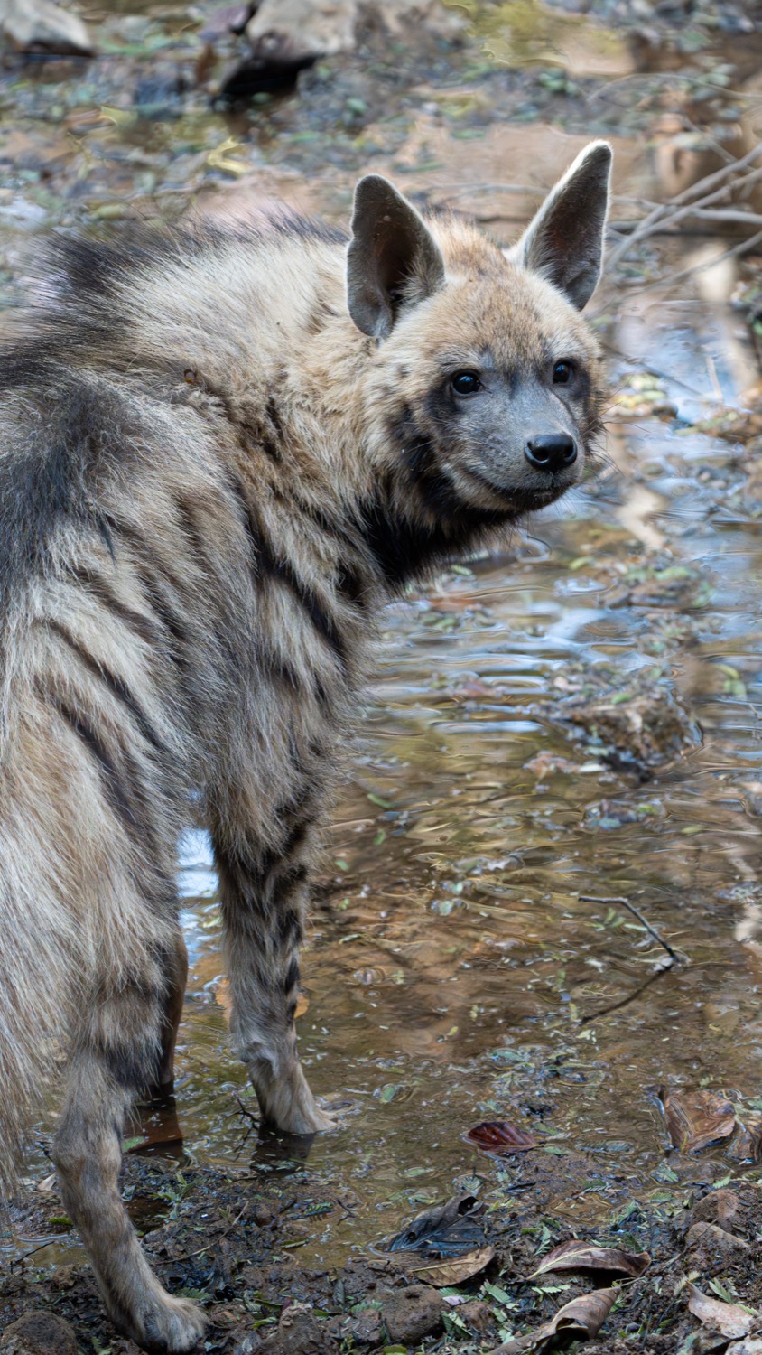Wildlife