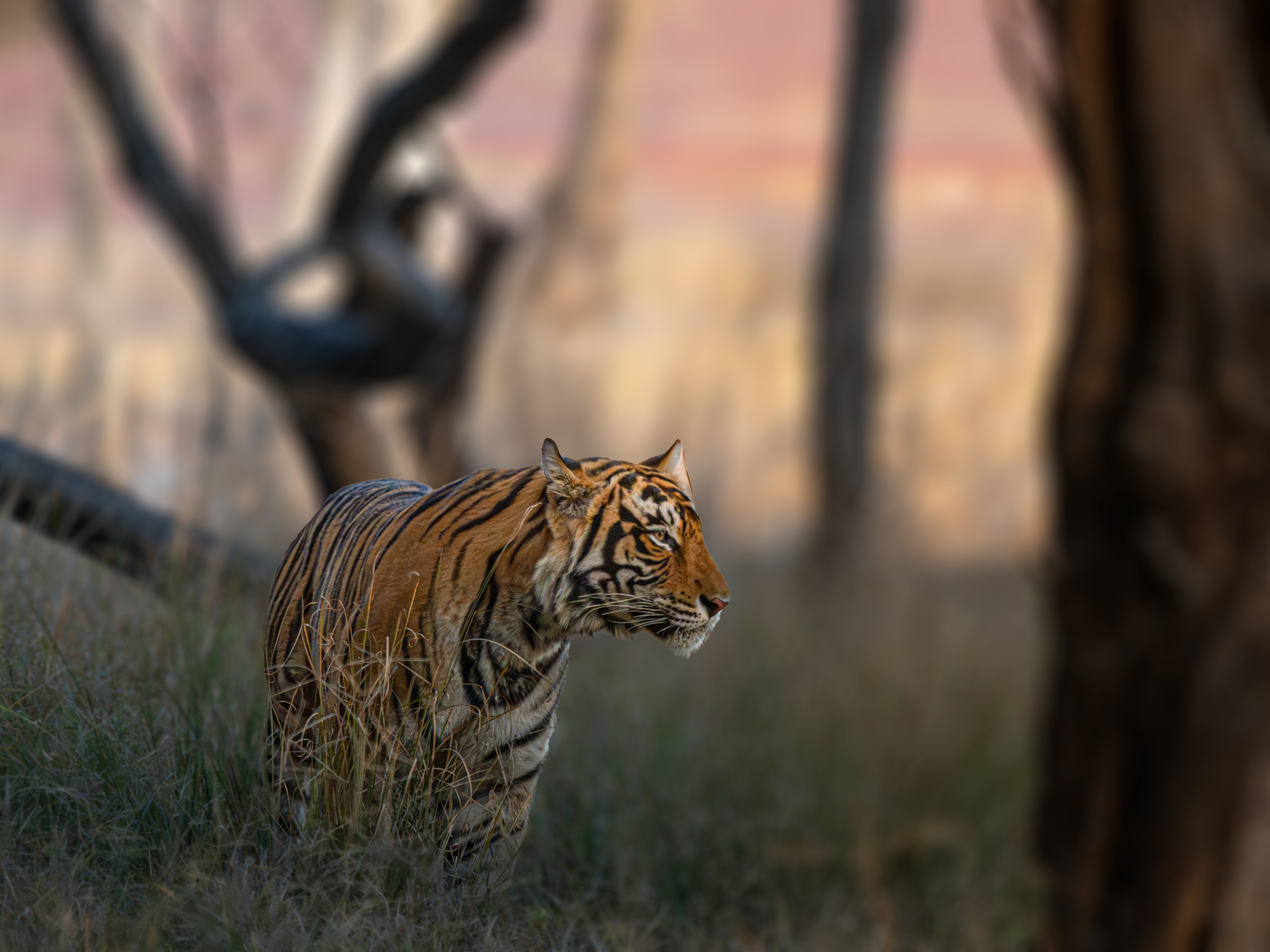 Wildlife