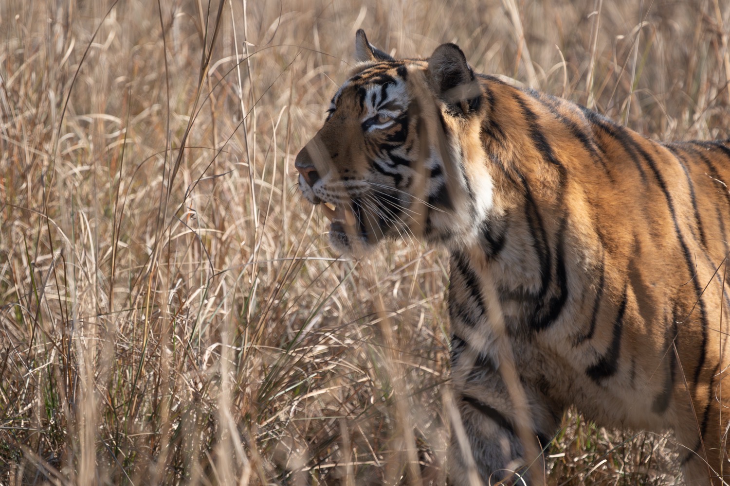 Wildlife