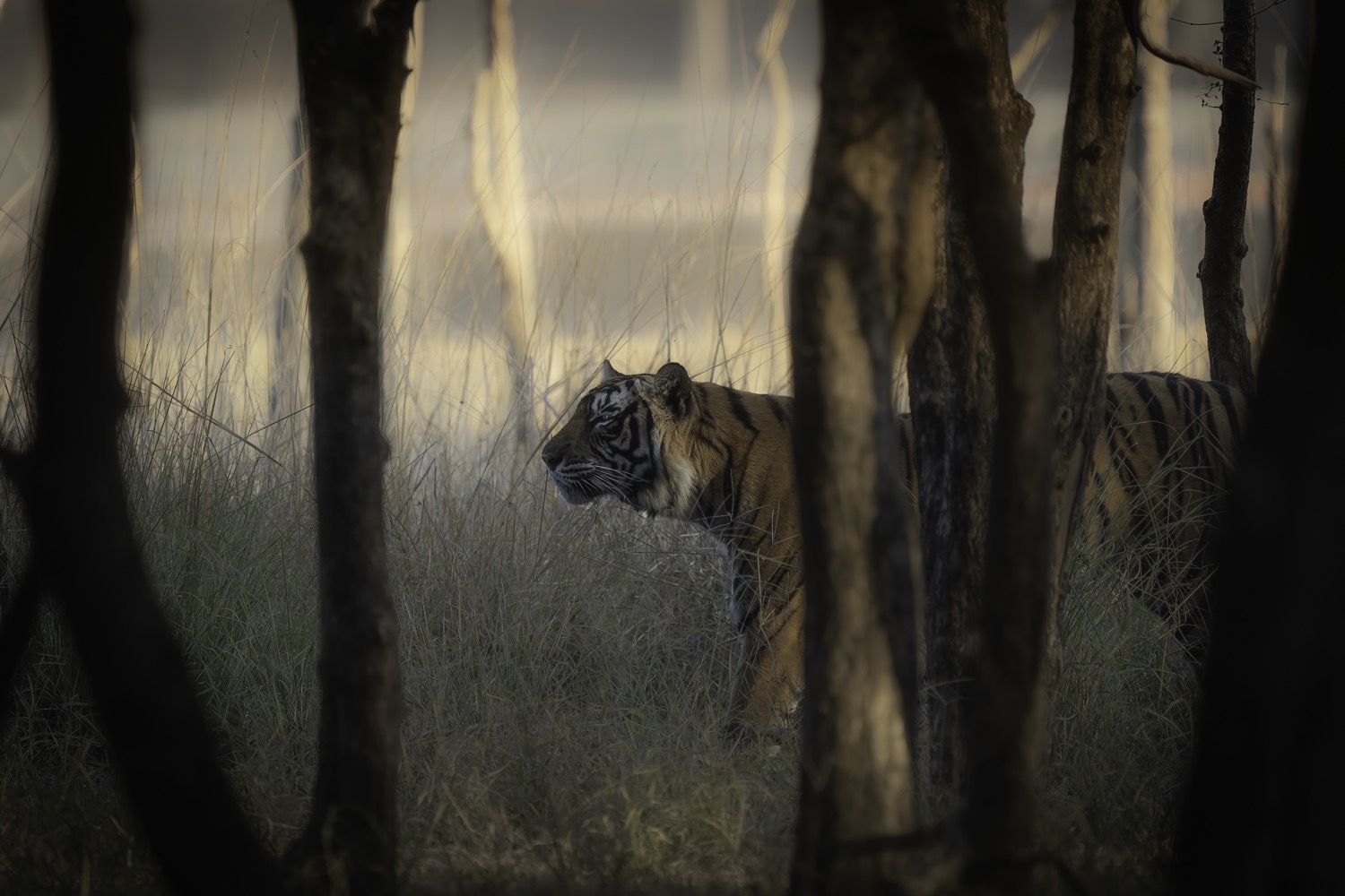 Wildlife