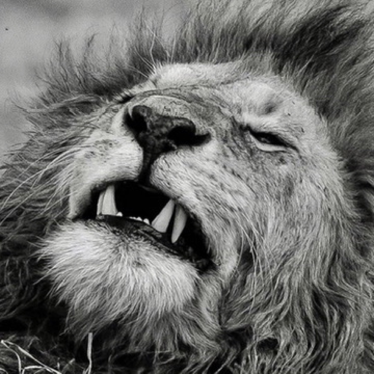 Wildlife