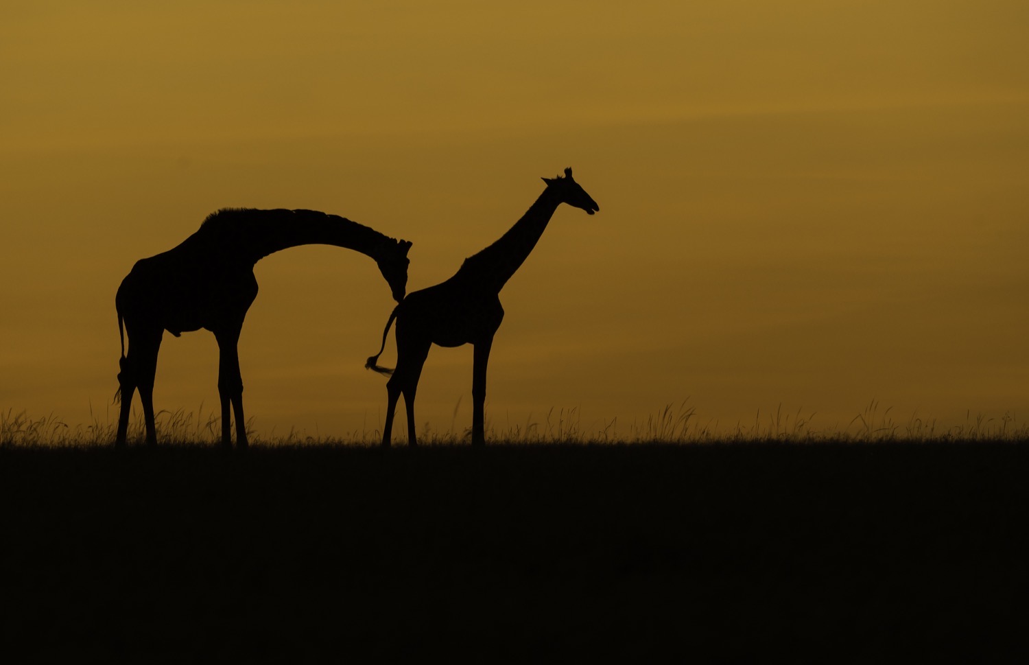 Wildlife
