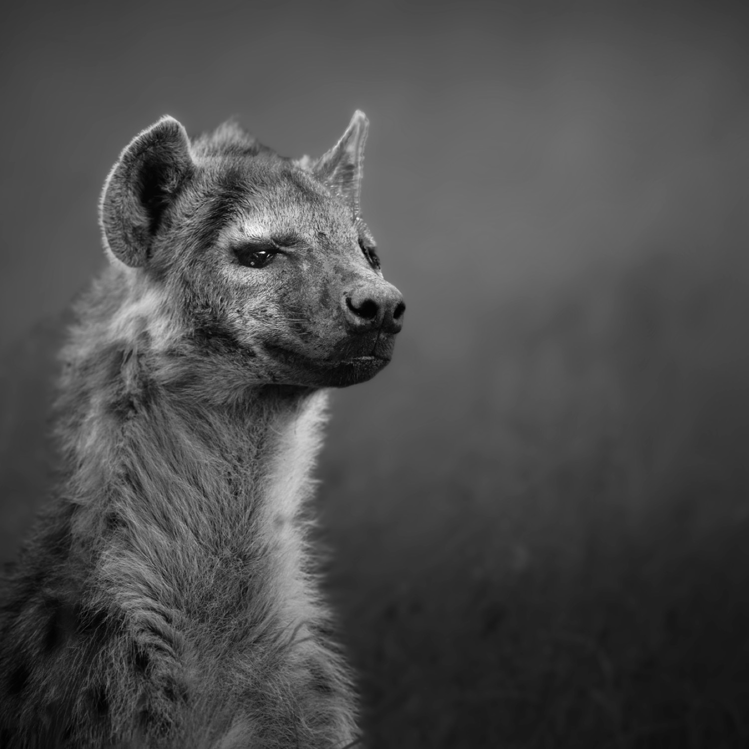 Wildlife