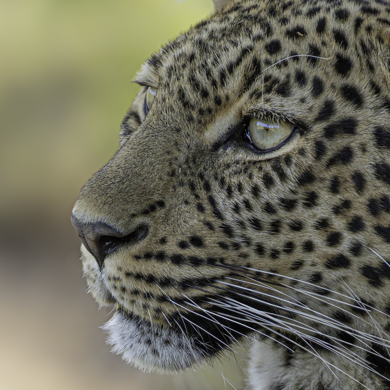 Wildlife