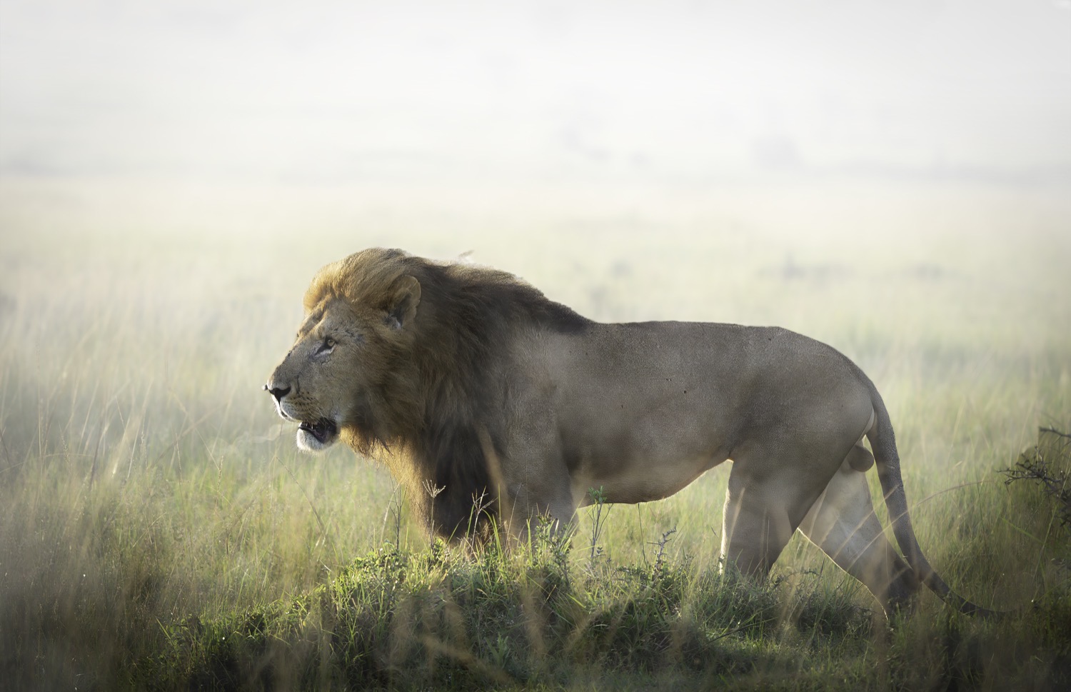 Wildlife