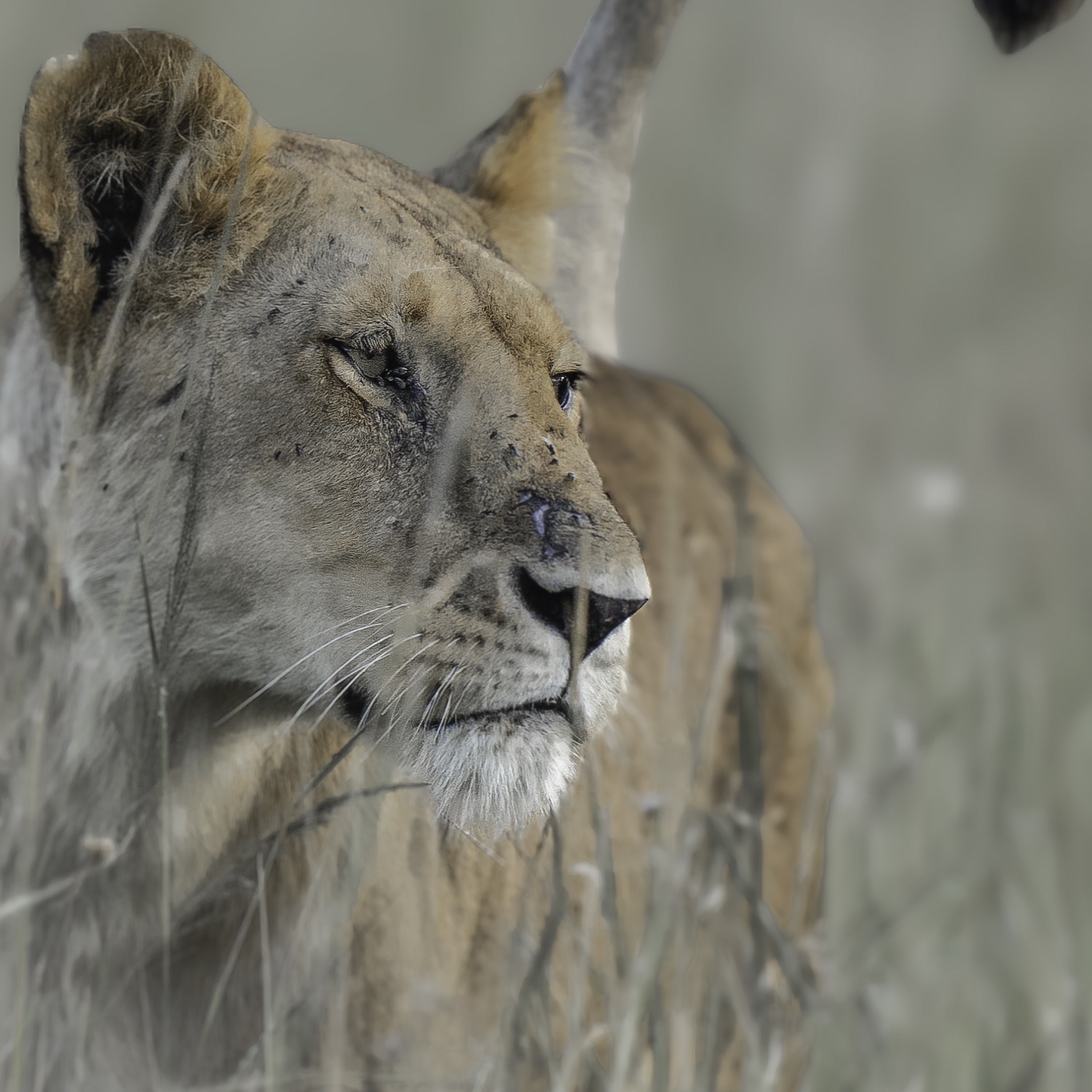 Wildlife
